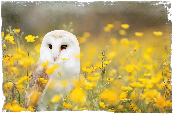 Barn Owl Adult Pull Animal With Yellow Flower Png Barn Owl Icon