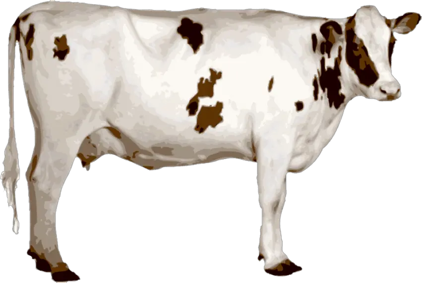 Cow Clipart Indian Transparent Free For Indian Cow Images Png Indian Png