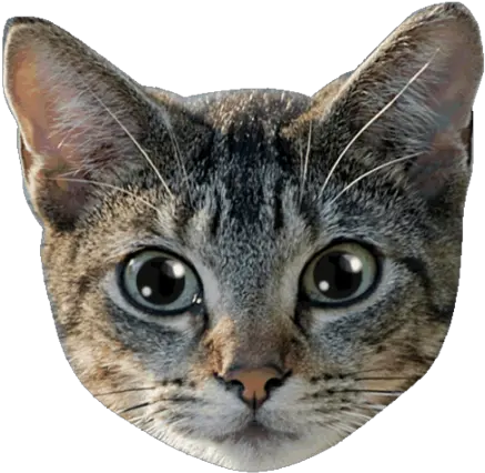 Sina Weibo Animals In English Urdu Background Cat Face Png Animal Head Png