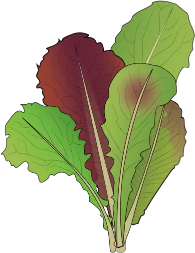 Lettuce Lifespace Gardens Collard Greens Png Lettuce Png