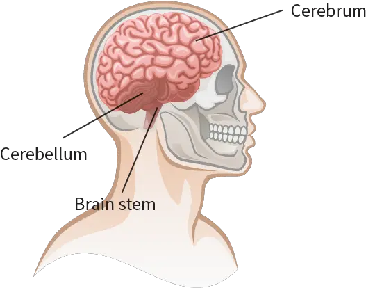 Understanding Concussions What Happens When Brain Is Parts Of The Brain And Concussions Png Human Brain Png