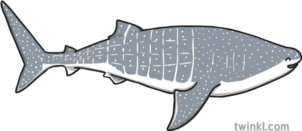 Whale Shark New Zealand Sea Ocean Ks1 Illustration Twinkl Whale Shark Png Whale Shark Png