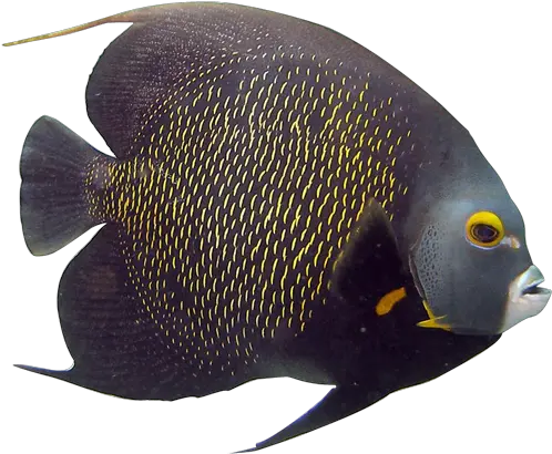 Download Angelfish Clipart Transparent Fish Rock Beauty Rock Beauty Png Rock Clipart Transparent
