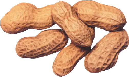 Peanuts Transparent Background Picture Peanuts No Background Png Peanut Transparent