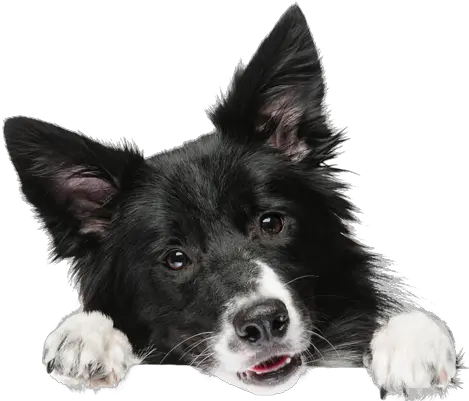 Puppy And Dog Training Classes In San Jose Ca Canine Tutors Png Transparent