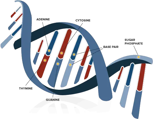 Why Dna Is Double Helix Genetics Science Png Double Helix Png