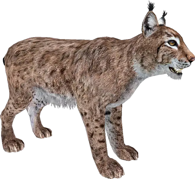 Walking Lynx Png Photo Animal Bobcat Png Lynx Png