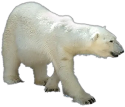 Polar Bear Polar Bears Png Transparent Polar Bear Png