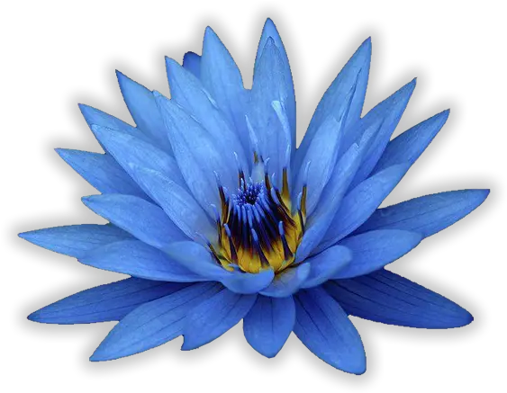 Blue Flowers White Background Blue Lotus Oil Png Lotus Transparent Background