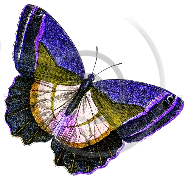 Download Yellow Butterfly Png Image With No Background Illustration Yellow Butterfly Png