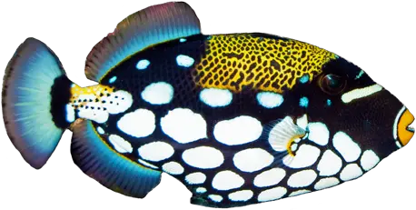 Fish Clown Triggerfish Png Ocean Fish Png