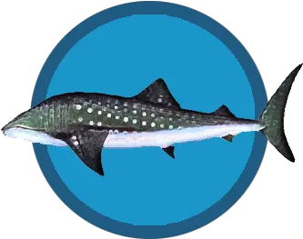 Whale Sharks Whale Shark Png Whale Shark Png