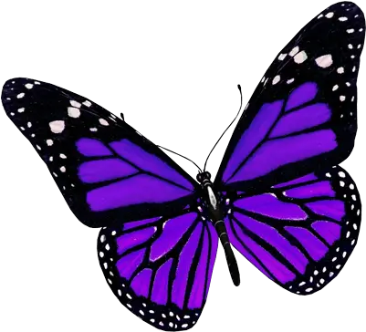 Download Purple Butterfly Png Image Hq Purple Butterfly Transparent Background Purple Butterfly Png