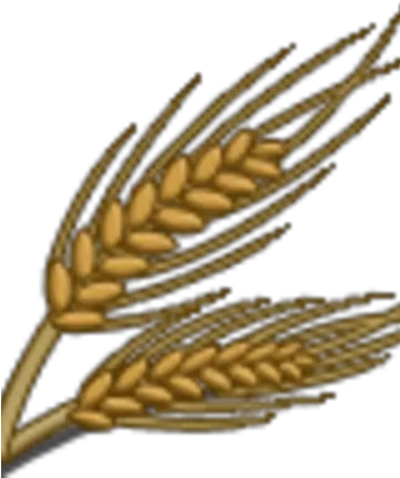 Wheat Khorasan Wheat Png Wheat Png