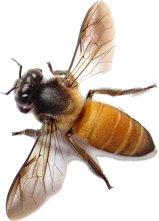 Bee Png Image For Free Download Bees Png Transparent Bee Png