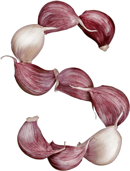 Buy Garlic Font To Dress Designs And Scare Vampires Off Garlic Letter Png Garlic Transparent Background