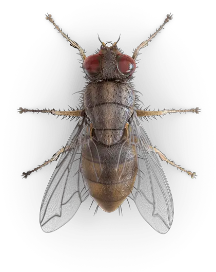 Common Flies Mosca Besouro Png Flies Png