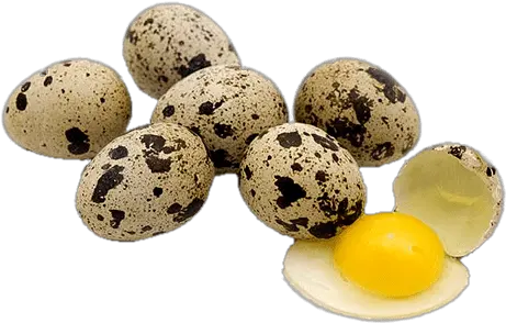 Quail Eggs Transparent Png Stickpng Japanese Quail Quail Egg Png Eggs Transparent