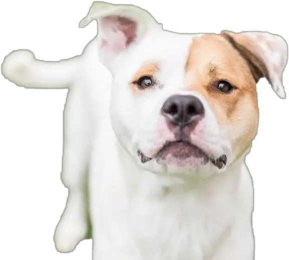 Dog Png Images Transparent Free Download Pngmartcom Dog Png Hd Cute Dog Png