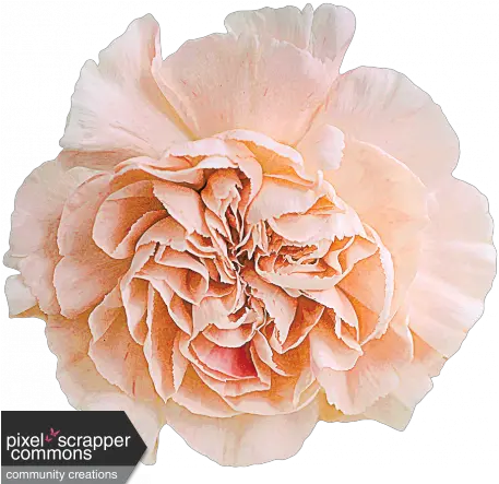 Peach Carnation Graphic By Cathrine Blan Pixel Scrapper Png