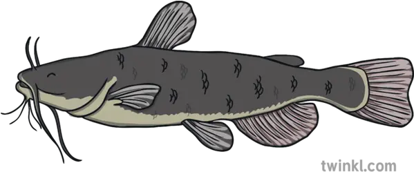 Catfish Fish Under The Sea Animal Ks1 Illustration Twinkl Lunge Png Under The Sea Png