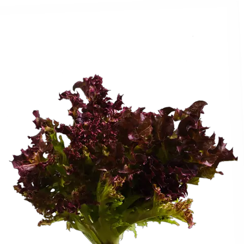 Bibb Lettuce Seedpods U2013 Dn Flower Png Lettuce Transparent