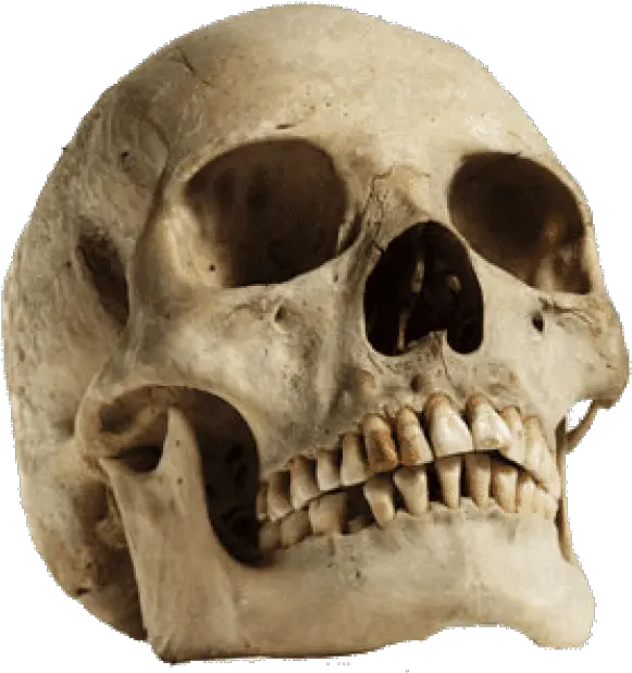 Free Png Download Human Skull Looking Human Skull Png Human Skull Png