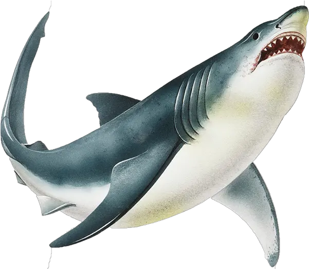 Shark Png Image Transparent Background Transparent Background Shark Png Shark Transparent Background