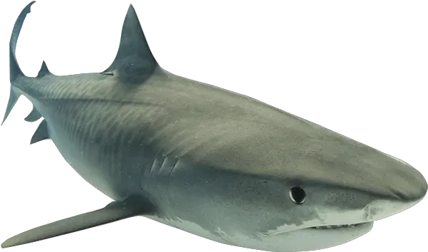 Animal Shark Png Clipart Transparent Background Shark Transparent Png Shark Clipart Transparent Background