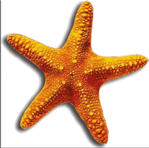 Sea Star Png 6 Image Transparent Starfish Png Sea Star Png