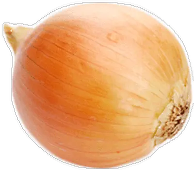 Download Single Onion Onion Transparent Png Onion Transparent Background