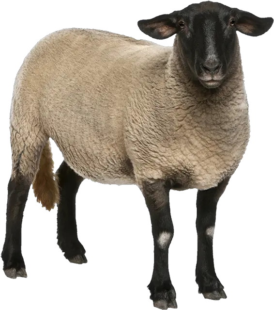 Q Illustrated Sheep Png Sheep Png