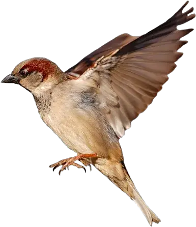 Sparrow Png Photo