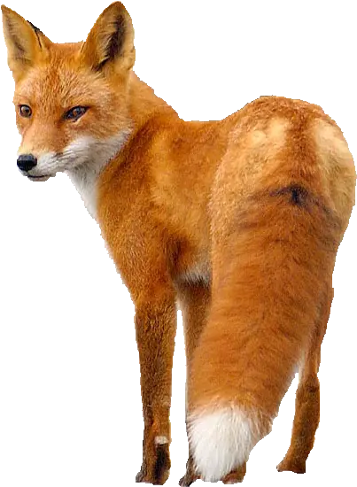 Fox Png Transparent Images Fox Png Transparent Fox Png