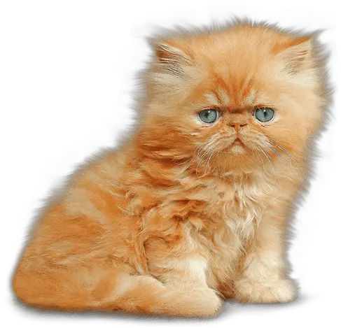 Download Kitten Png Image Persian Kitten Png Kitten Transparent Background