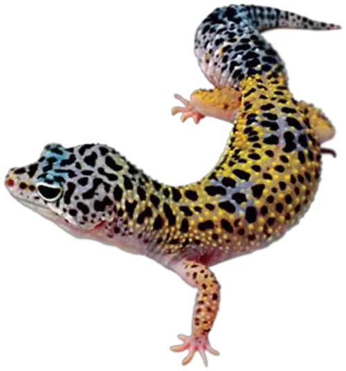 Download Leopard Lizard Clipart Pencil Gecko Png Transparent Lizard Transparent