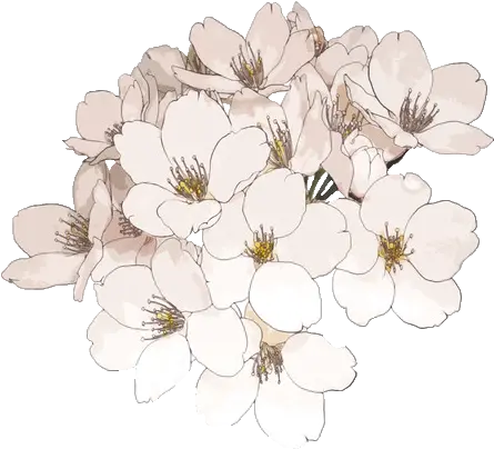 Clipcookdiarynet Cherry Blossom Clipart Transparent Transparent Anime Flower Png Cherry Blossoms Transparent