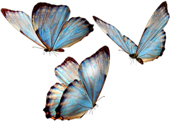 Butterflies Insects Png U0026 Free Insectspng Transparent Background Butterfly Png Butterfly Gif Transparent