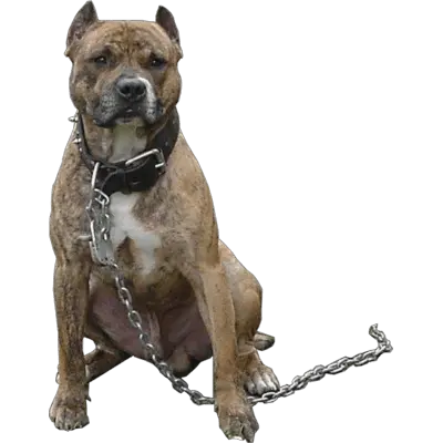 Png Transparent Pitbull Pitbull Dog Png Pitbull Png