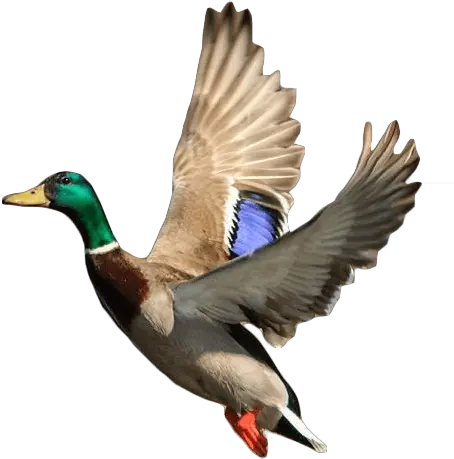 Flying Duck Png 2 Image Flying Duck Png Duck Png