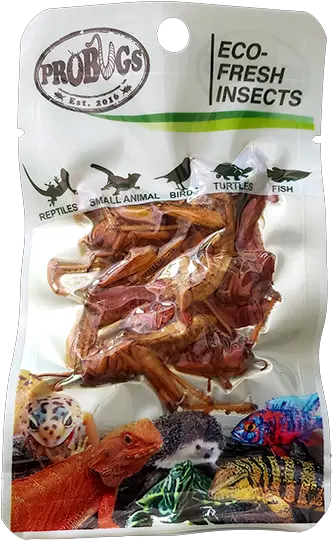 Grasshopper Grasshopper Png Grasshopper Png