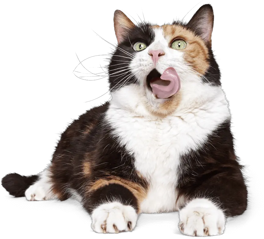 Cat Insurance Plans From Pumpkin Cat Yawns Png Cat Transparent