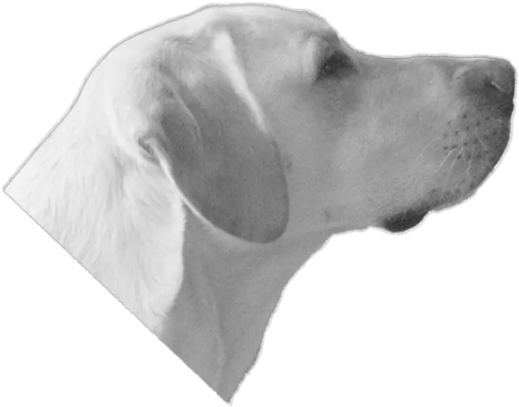 Dog Head Dogs Head Transparent Bg Png Dog Head Png