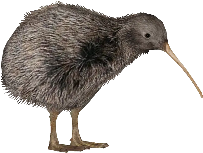 Download Rowi Kiwi Bird Transparent Background Png Kiwi Bird Png