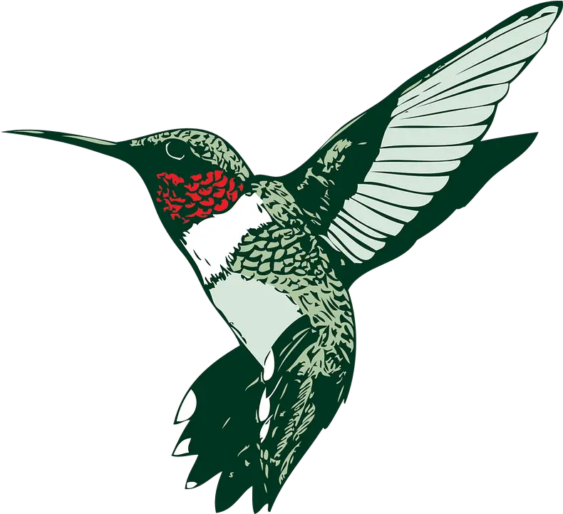 Bird Hummer Hummingbird Free Vector Graphic On Pixabay Clip Art Of Hummingbird Png Hummingbird Transparent Background
