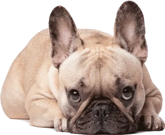 French Frenchie Dog Names Png Bulldog Transparent