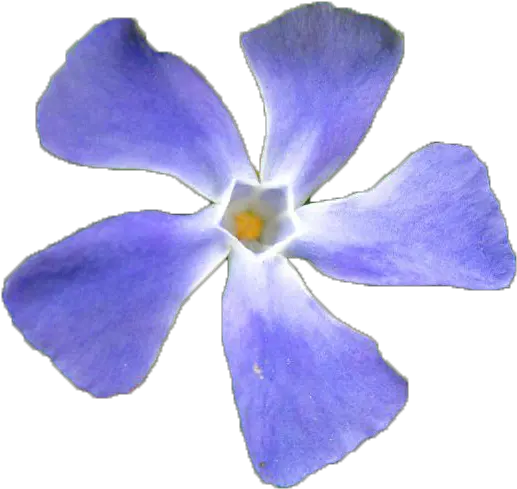 Flower Pngs Periwinkle Png Flower Pngs