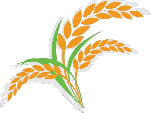 Rice Clipart Cereal Plant Rice Plant Clipart Png Rice Plant Clipart Plant Clipart Png