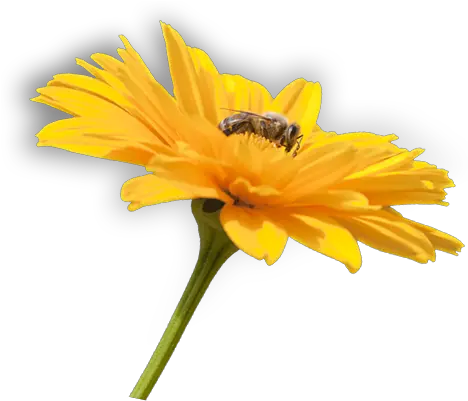 Flower Flower And Bee Png Full Size Png Download Seekpng Bee With Flower Png Bee Png