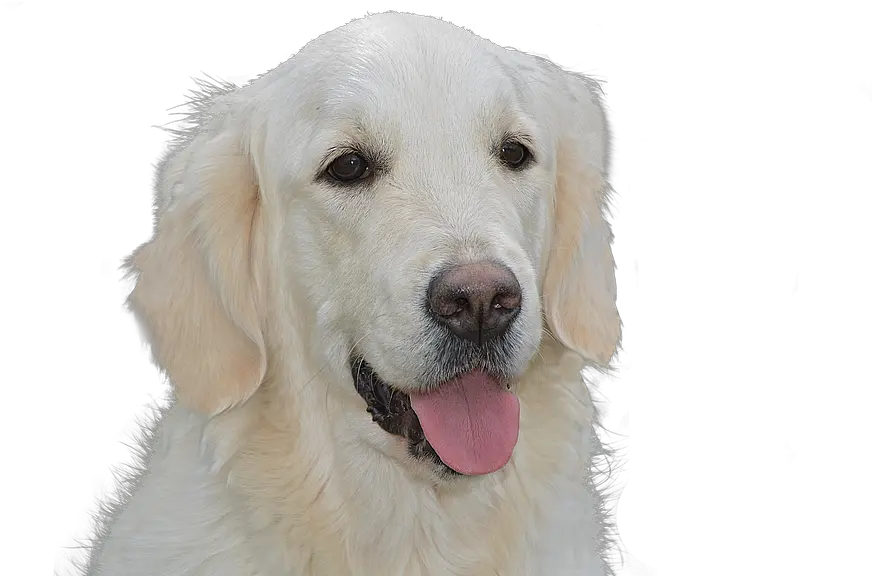 Dog Free Golden Retriever Pet Free Photo On Pixabay Golden Retriever White Png Golden Retriever Transparent
